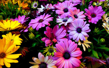 Purple Yellow Daisy Flowers screenshot