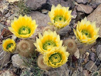 Rainbow Cacti In Bloom Big Bend National Park Texas screenshot