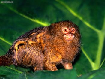 Ready For Action Pygmy Marmoset screenshot