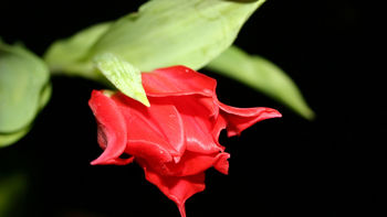 Red Flower in Black screenshot