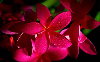 Red Plumeria Flowers screenshot