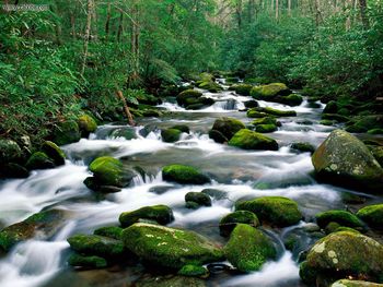 Roaring Fork River Great Smoky Mountains Tennessee screenshot