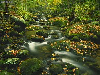 Roaring Fork Timed Exposure Great Smoky Mountains Tennessee screenshot
