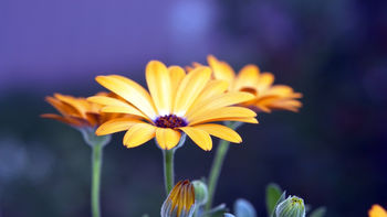 Rudbeckia Flowers screenshot