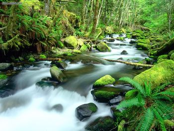 Running Waters Mount Hood National Forest Oregon screenshot