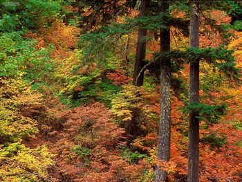 Russeted Woodland Cascade Mountains Washington screenshot