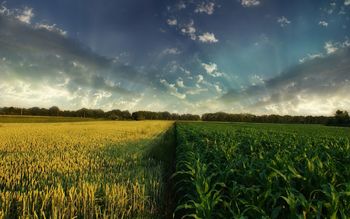 Saskatchewan Prairie Harvest screenshot