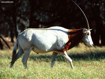 Scimitar Horned Oryx screenshot