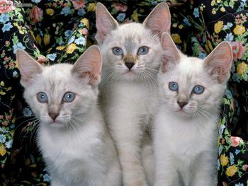 Siamese Kittens screenshot