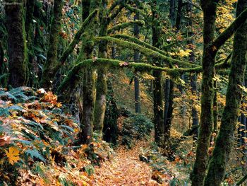 Silver Falls State Park, Oregon screenshot