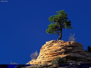 Single Pine Tree Atop Sandstone Formation, Zion National Park, Utah screenshot