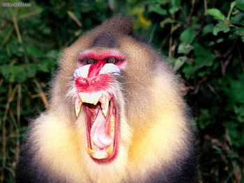 Snarling Mandrill screenshot