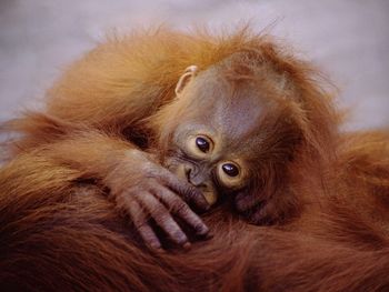 Suckling Baby Orangutan screenshot