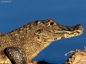 Sun Bathing Black Caiman screenshot