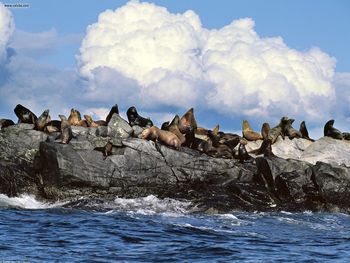 Sun Bathing Steller Sea Lions Alaska screenshot