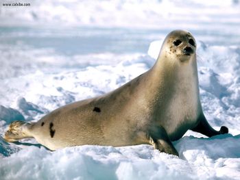 Sunbathing Harp Seal screenshot