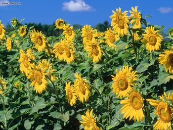 Sunflowers Mason County Michigan screenshot