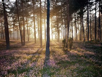 Sunlight And The Wild Forest Floor screenshot