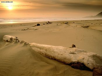 Sunset Over Driftwood Nehalem Bay State Park Oregon screenshot