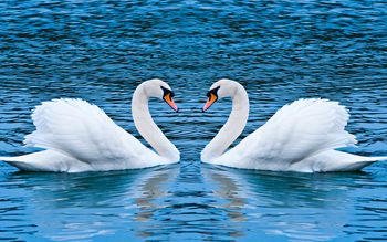 Swan Love screenshot