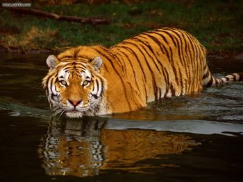 Swimming Tiger screenshot