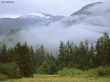 Temperate Rain Forest British Columbia Canada screenshot