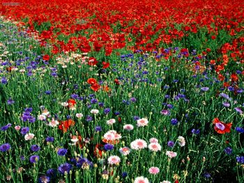 The Grass Is Greener On The Other Side Wild Cornflower Or Bachelors Buttons Tennessee screenshot