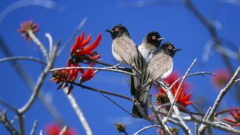 Three Way Conversation, Etosha National Park, Namibia, Africa screenshot