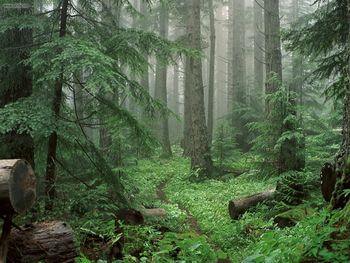 Through The Mist To Royal Basin Olympic National Park Washington screenshot