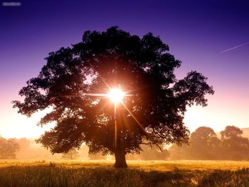 Tree Of Life North Devon England screenshot