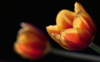 Tulips Couple screenshot