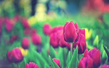 Tulips Garden screenshot