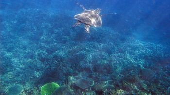 Turtle On The Great Barrier Reef screenshot