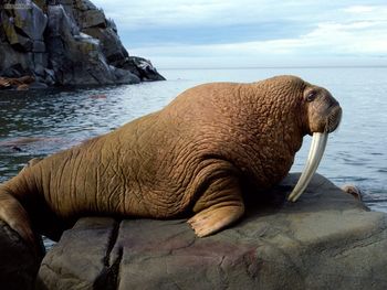 Walrus Bull screenshot