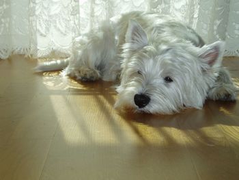 West Highland Terrier screenshot