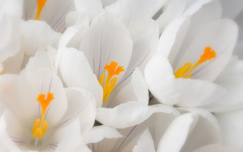 White Crocus screenshot