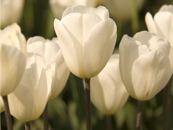 White Tulips screenshot