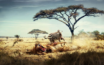 Wild Lion Zebra Chase screenshot