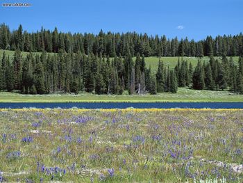 Wildflowers Along Pelican Creek Yellowstone National Park Wyoming screenshot