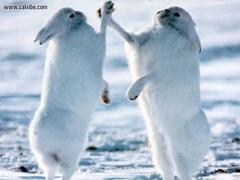 Wildlife Artic Hares screenshot