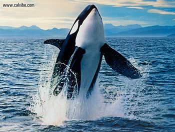 Wildlife Orca screenshot