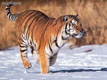 Wildlife Siberian Tiger screenshot