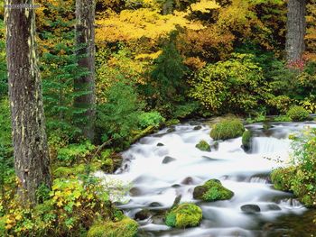 Willamette National Forest In Autumn Oregon screenshot