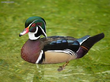 Wood Duck screenshot