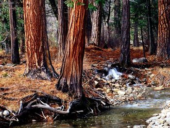 Yosemite Creek Cedars California screenshot