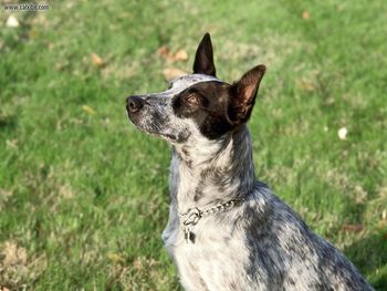 Zach Australian Cattledog screenshot